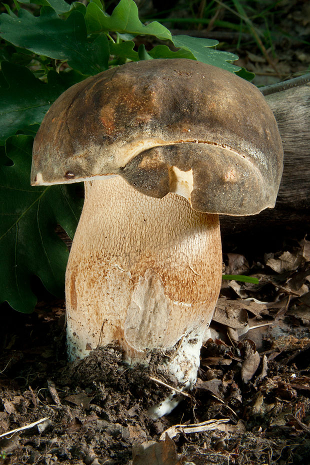 hríb bronzový Boletus aereus Bull. ex Fr.