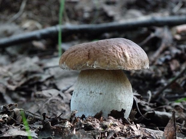 hríb smrekový Boletus edulis Bull.