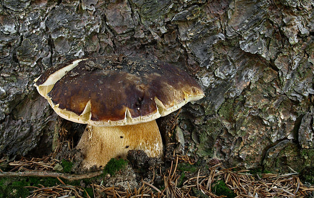 hríb smrekový Boletus edulis Bull.