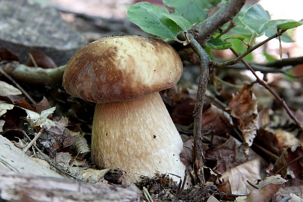 hríb dubový Boletus reticulatus Schaeff.