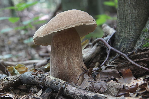 hríb dubový Boletus reticulatus Schaeff.