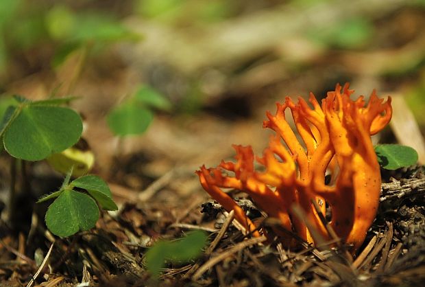 parôžkovec Calocera furcata