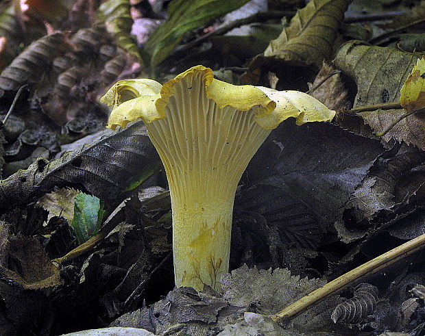 kuriatko jedlé ametystové Cantharellus amethysteus (Quél.) Sacc.