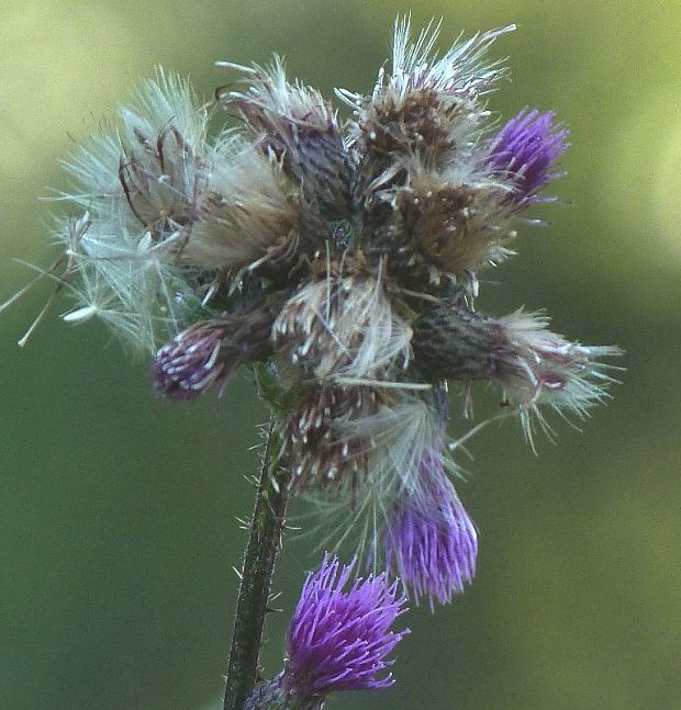 pichliač močiarny Cirsium palustre (L.) Scop.