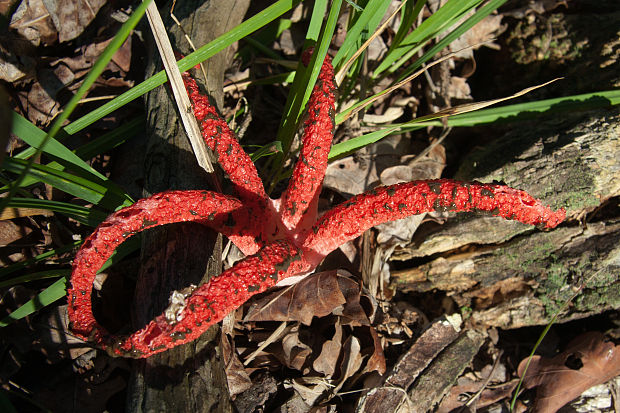 mrežovka kvetovitá Clathrus archeri (Berk.) Dring