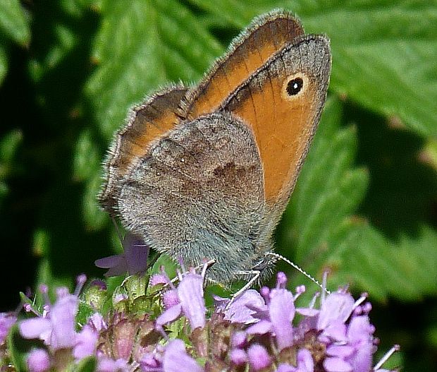 očkáň pohánkový Coenonympha pamphilus