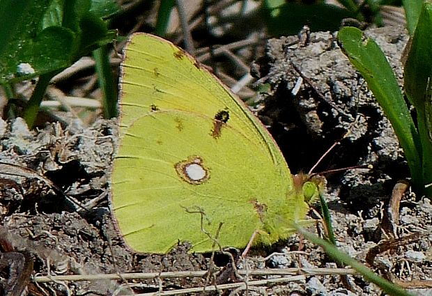 žltáčik vičencový  - samička Colias crocea