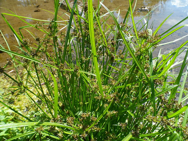 šachor hnedý Cyperus fuscus L.