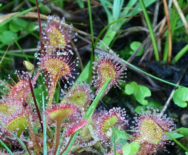 rosička okrúhlolistá Drosera rotundifolia L.