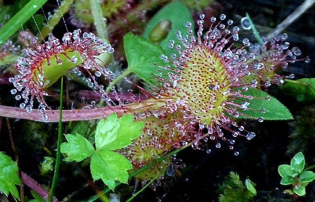 rosička okrúhlolistá Drosera rotundifolia L.