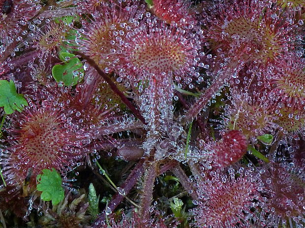 rosička okrúhlolistá Drosera rotundifolia L.