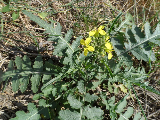 reďkevník potočníkolistý Erucastrum nasturtiifolium (Poir.) O. E. Schulz