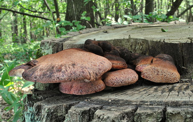 pečeňovec dubový Fistulina hepatica (Schaeff.) With.