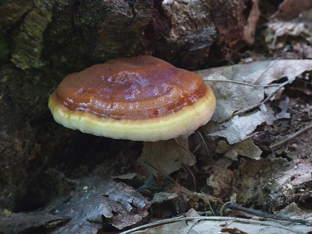 lesklokôrovka obyčajná Ganoderma lucidum (Curtis) P. Karst.