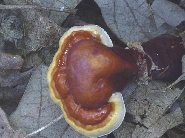 lesklokôrovka obyčajná Ganoderma lucidum (Curtis) P. Karst.