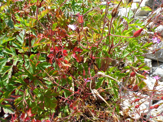 pakost smradľavý Geranium robertianum L.