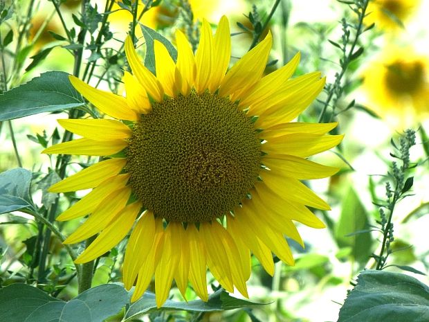 slnečnica ročná Helianthus annuus L.