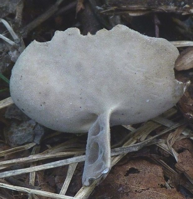 chriapač brvitý  ? Helvella sp.