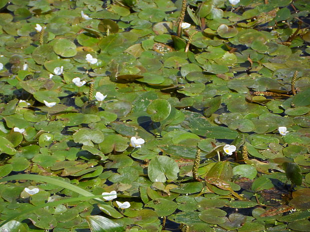 vodnianka žabia Hydrocharis morsus-ranae L.