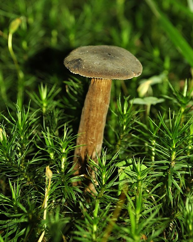 rýdzik Lactarius sp.