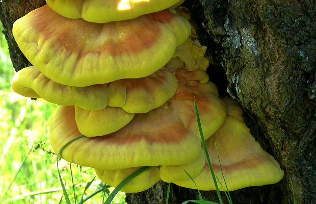 sírovec obyčajný Laetiporus sulphureus (Bull.) Murrill