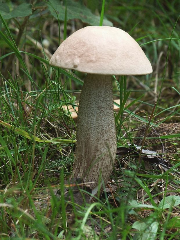 kozák Leccinum sp.