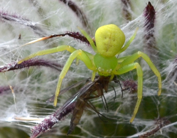 kvetárik dvojtvarý - mladá samička Misumena vatia