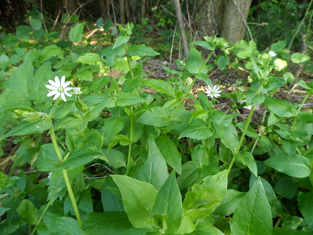 mäkkuľa vodná Myosoton aquaticum (L.) Moench