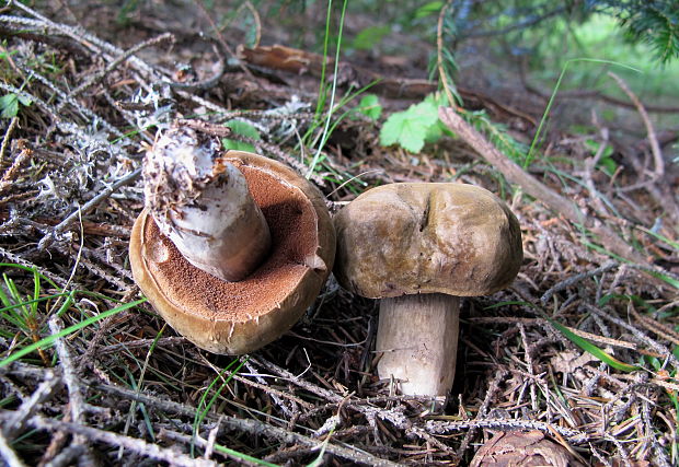 tmavohríb obyčajný Porphyrellus porphyrosporus (Fr. & Hök) E.-J. Gilbert