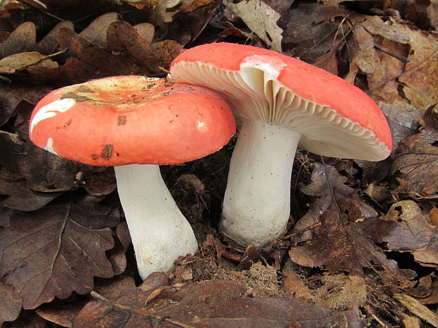 plávka Maireova Russula mairei Singer