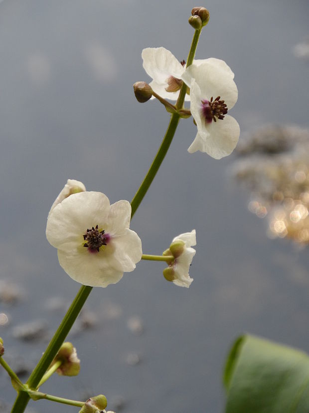 šípovka vodná Sagittaria sagittifolia L.