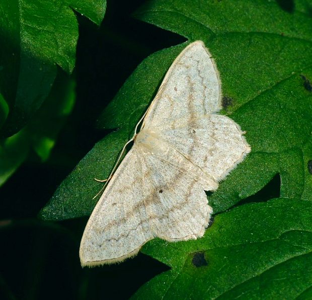 piadica skorocelová Scopula nigropunctata