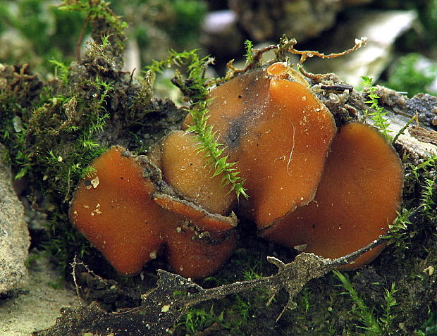 štítovnička čiernochlpatá Scutellinia nigrohirtula (Svrček) Le Gal