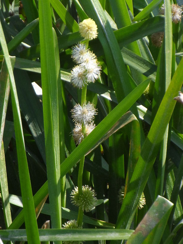 ježohlav vzpriamený Sparganium erectum L.