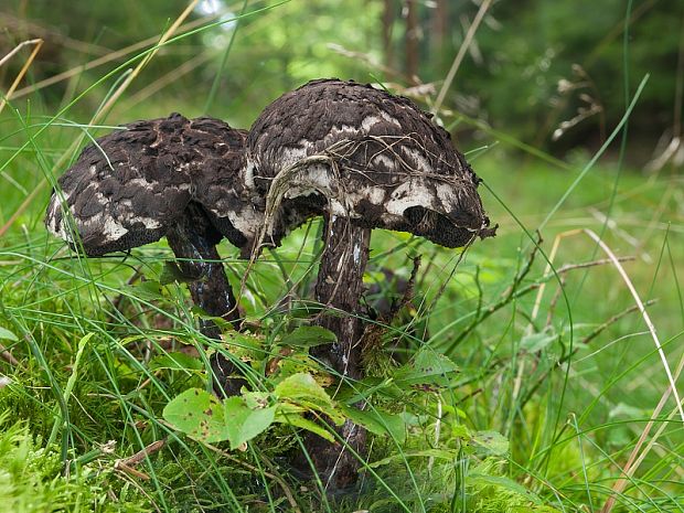 šiškovec šupinatý Strobilomyces strobilaceus (Scop.) Berk.