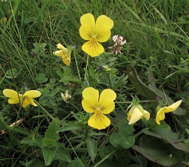 fialka žltá sudetská Viola lutea subsp. sudetica (Willd.) Nyman