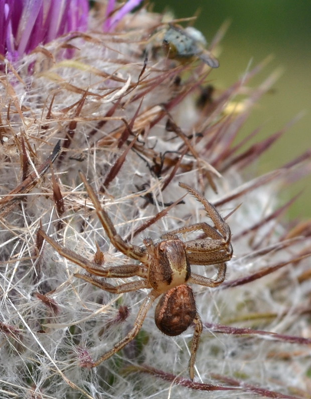 kvetárik Xysticus sp.