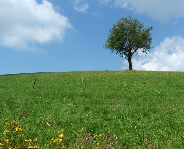 strom nad Ďubákovom