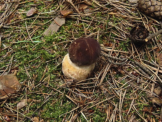 hríb sosnový Boletus pinophilus Pil. et Dermek in Pil.