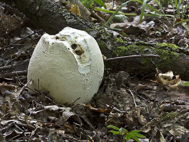 vatovec obrovský Calvatia gigantea (Batsch) Lloyd