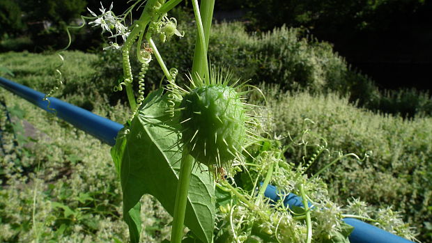 ježatec laločnatý Echinocystis lobata (F. Michx.) Torr. et A. Gray