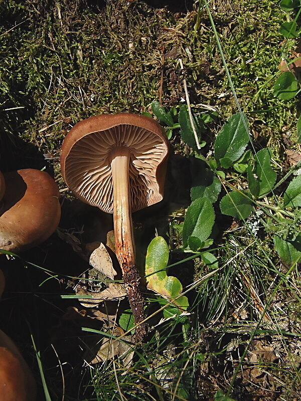 peniazovka vretenovitohlúbiková Gymnopus fusipes (Bull.) Gray