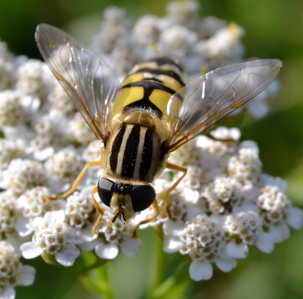 pestrica červenonosá Helophilus trivittatus Fabricius, 1805