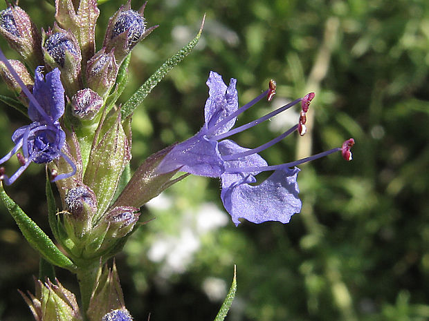 yzop lekársky Hyssopus officinalis L.