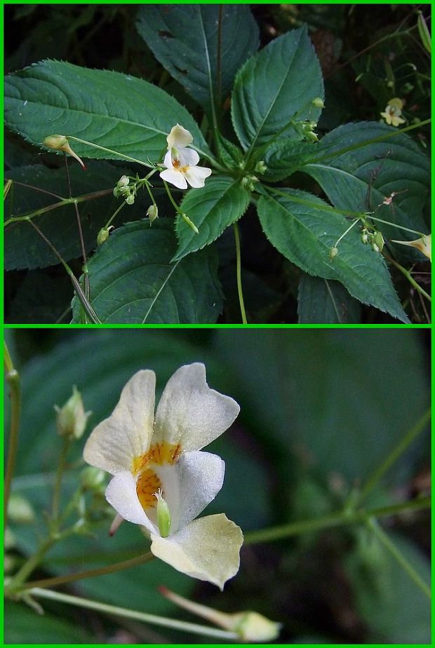 netýkavka malokvetá Impatiens parviflora DC.