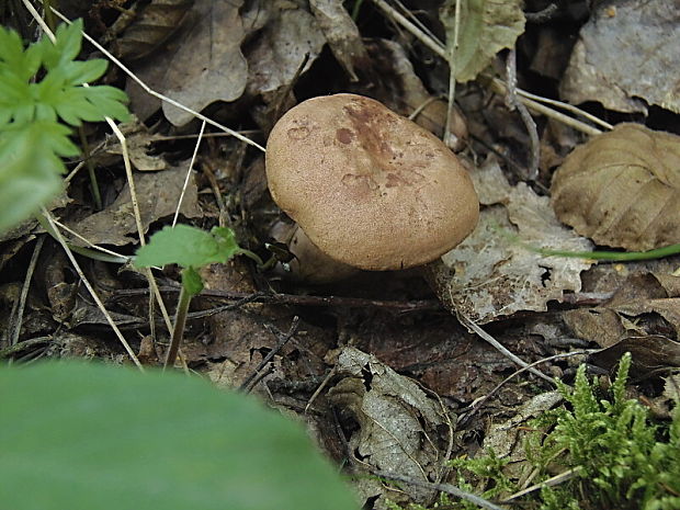 rýdzik dubový Lactarius quietus (Fr.) Fr.