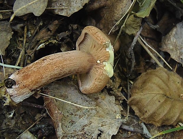 rýdzik dubový Lactarius quietus (Fr.) Fr.