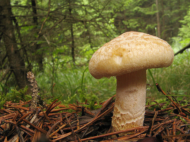 húževnatec Lentinus sp.