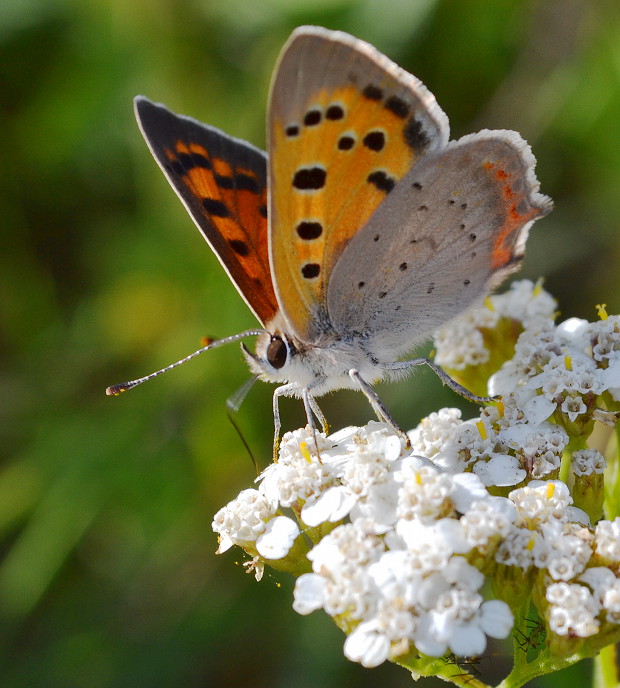 ohniváčik čiernokrídly Lycaena phlaeas