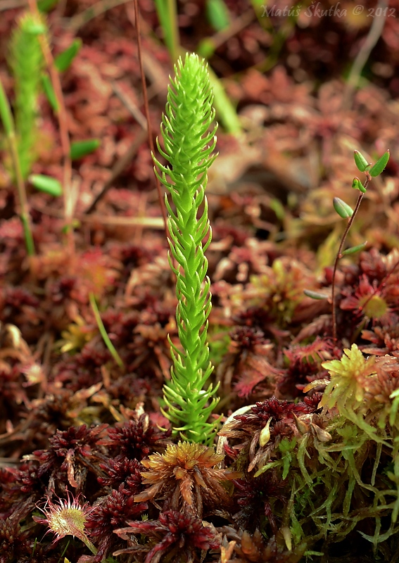 plavúnec zaplavovaný Lycopodiella inundata (L.) Holub